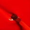 Flash Lava